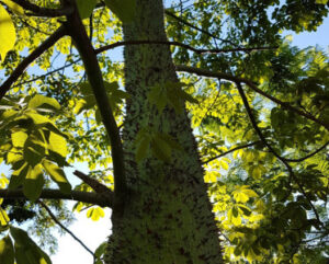 Ceiba speciosa (ex Chorisia speciosa)