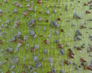 Ceiba speciosa (ex Chorisia speciosa)