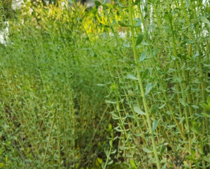 Ceraria fruticosa