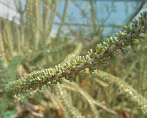 Ceraria namaquensis