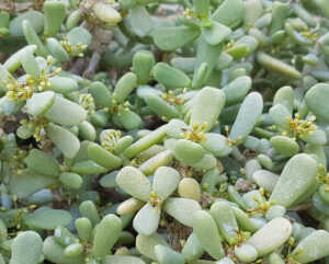 Ceraria pygmaea