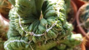 Cereus peruvianus monstruosus crestato