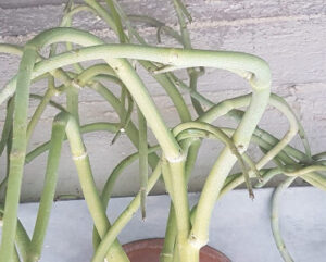 Ceropegia dumosa
