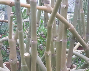 Ceropegia fusca