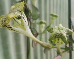 Ceropegia sandersonii