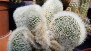 Cleistocactus strausii crestato
