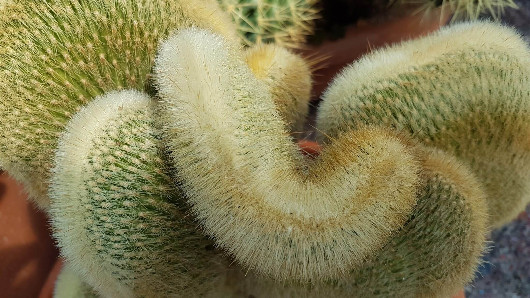 Cleistocactus winteri crestato