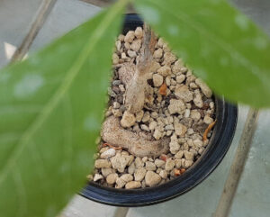 Commiphora mossambicensis