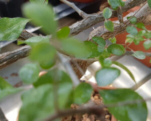 Commiphora myrrha