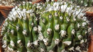 Copiapoa tenuissima f. crestata