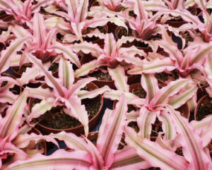 Cryptanthus bivittatus 'Pink Starlight'