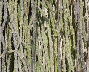 Cynanchum marnierianum