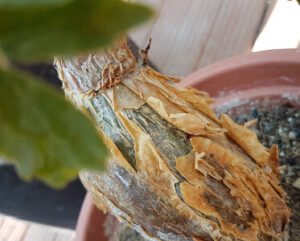 Cyphostemma laza