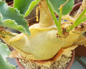 Cyphostemma uter