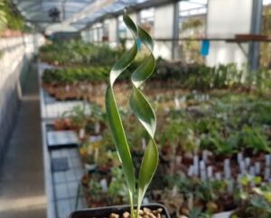 Cyrtanthus spiralis