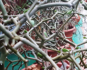 Decarya madagascariensis
