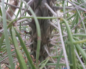 Didiera madagascariensis