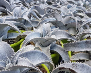Dyckia marnier-lapostollei