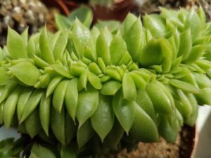 Echeveria agavoides f. crestata