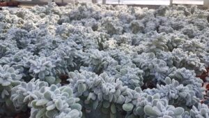 Echeveria setosa crestata