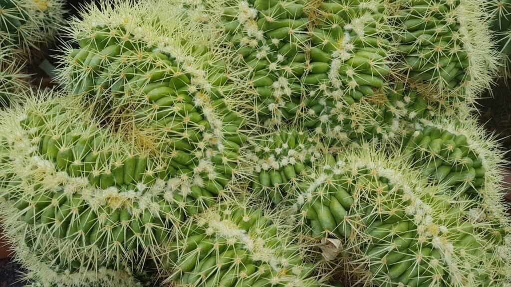 Echinocactus grusonii crestato