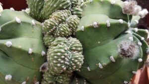 Echinopsis denudatum f. crestata