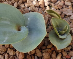Eriospermum mackenii