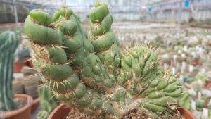 Eulychnia castanea spiralis crestata