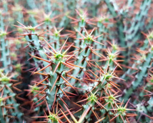 Euphorbia aeruginosa