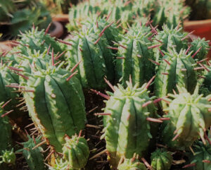 Euphorbia aggregata