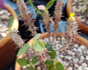 Euphorbia ambarivatoensis