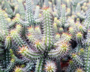 Euphorbia beharensis