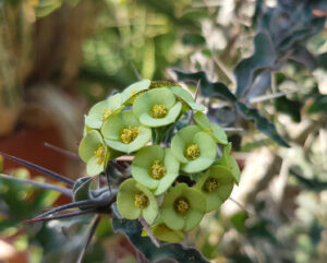 Euphorbia bevialopsis