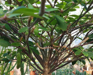 Euphorbia bongolavensis