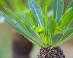 Euphorbia bupleurifolia
