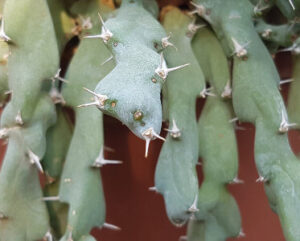 Euphorbia clivicola