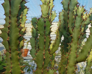 Euphorbia coerulescens