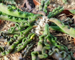 Euphorbia decaryi