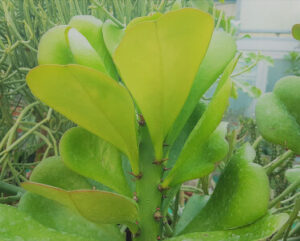 Euphorbia desmondii