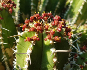 Euphorbia echinus