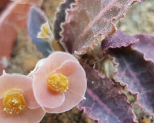 Euphorbia francoisii v. crassicaulis rubrifolia