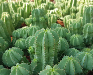 Euphorbia fruticosa v inermis