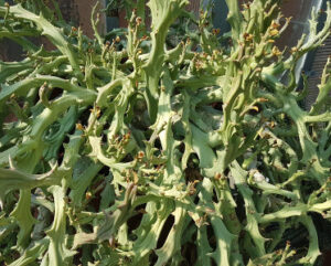 Euphorbia hamata