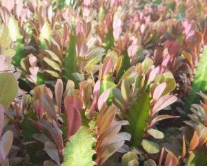 Euphorbia hermetiana rubra