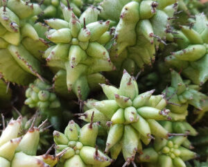 Euphorbia horrida mostruosa