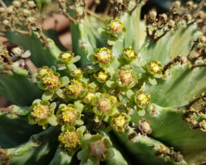 Euphorbia horrida v. striata