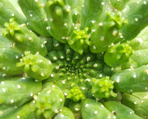 Euphorbia inermis