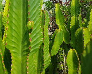 Euphorbia ingens