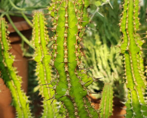 Euphorbia knobellii