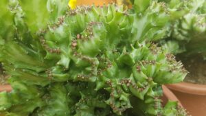Euphorbia lactea f. crestata